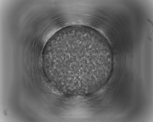 X0000099550879200806131210