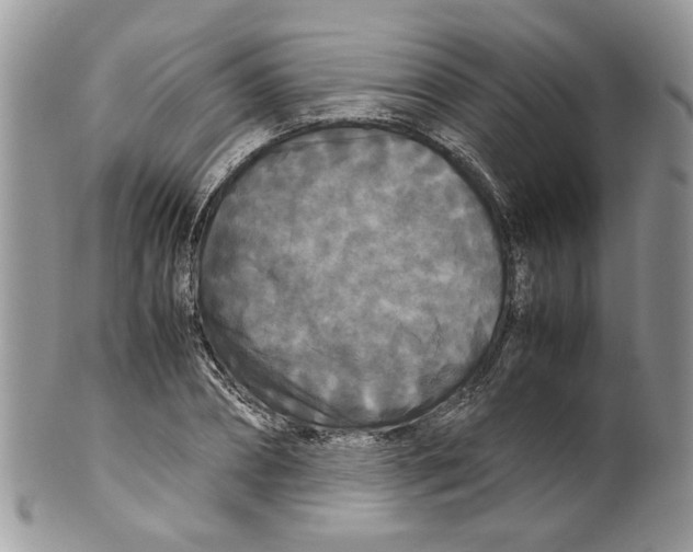 X0000099550882200806131210