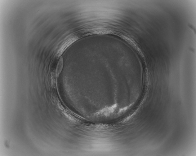 X0000099550889200806131209