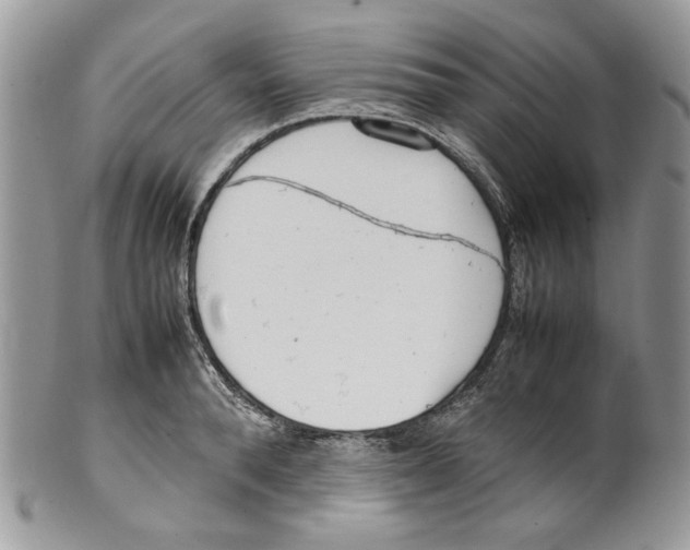 X0000099550896200806131209