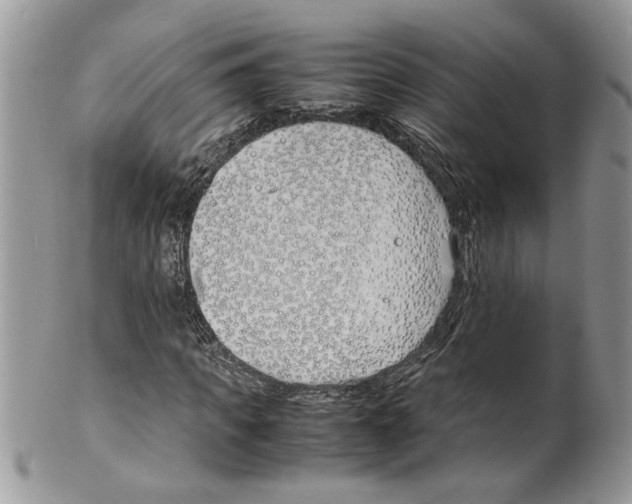 X0000099550917200806131209