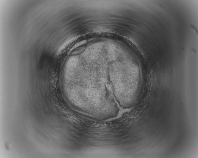 X0000099550919200806131209