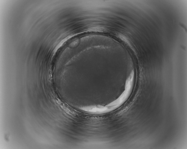 X0000099550923200806131209