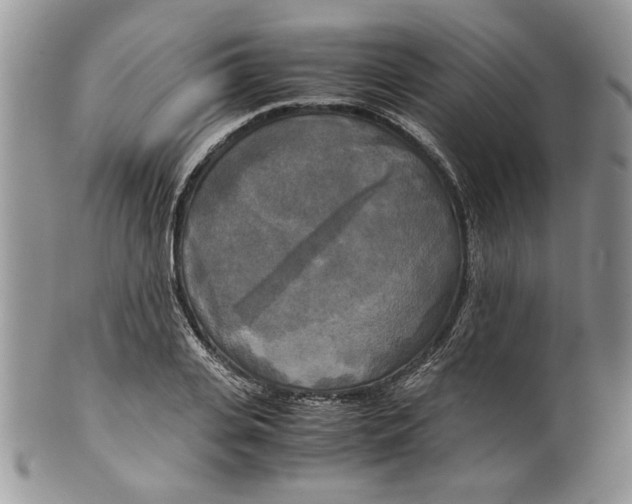 X0000099550935200806131209