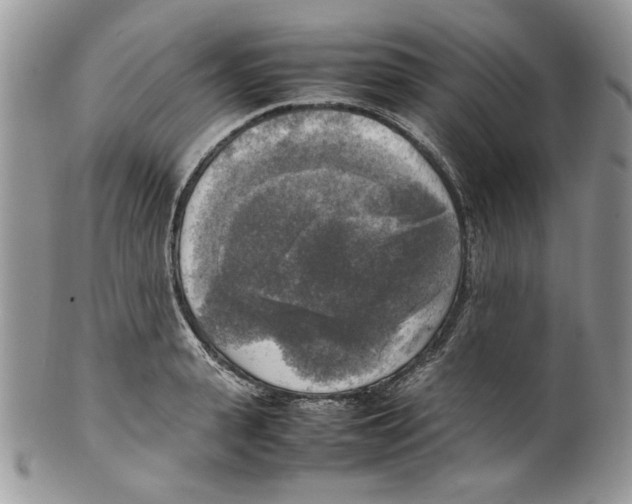 X0000099550943200806131209