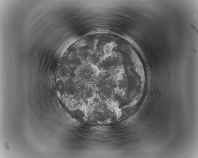 X0000099550953200806131209