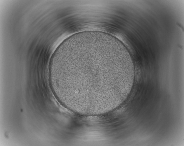 X0000099551094200806131207