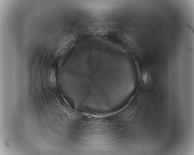 X0000099551252200806131204