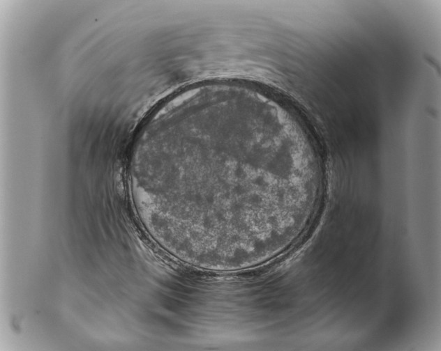 X0000099551497200806131200