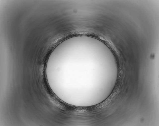 X0000099560066200805160801