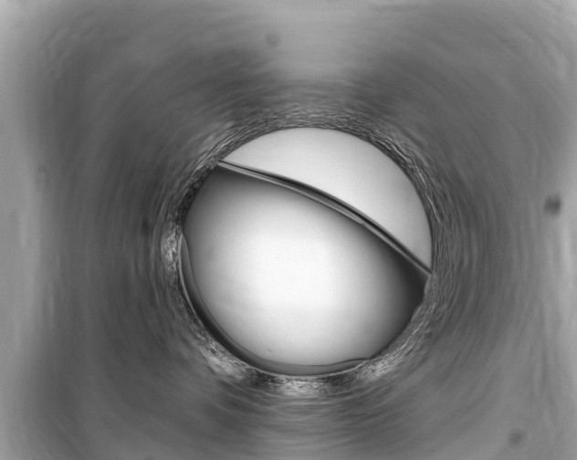 X0000099560336200805160756