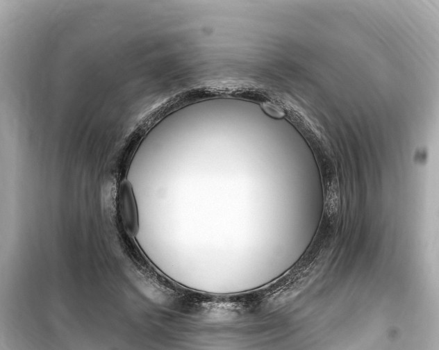 X0000099560448200805160754