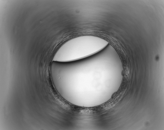 X0000099560470200805160754