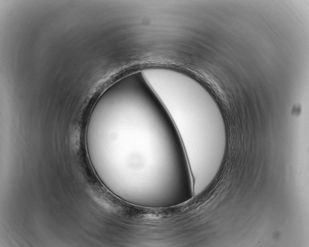 X0000099560496200805160754