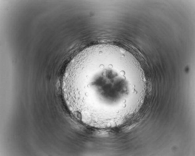 X0000099560523200805160753