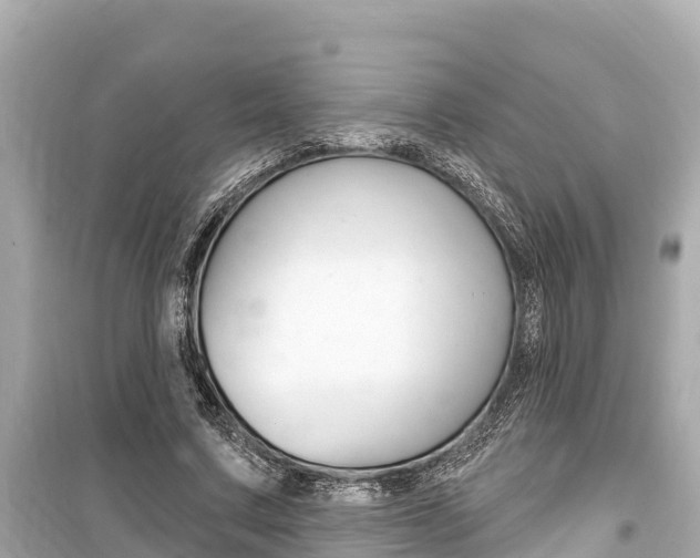 X0000099560683200805160751