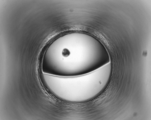 X0000099560724200805160750