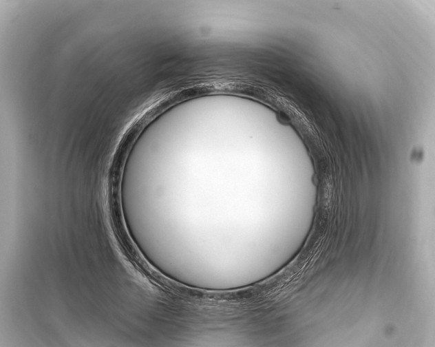 X0000099560730200805160750