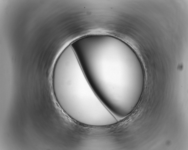 X0000099561008200805160746