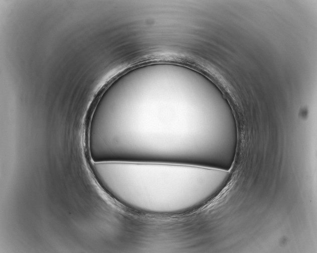 X0000099561034200805160745