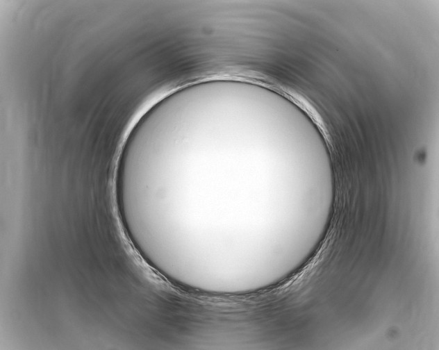 X0000099561138200805160744
