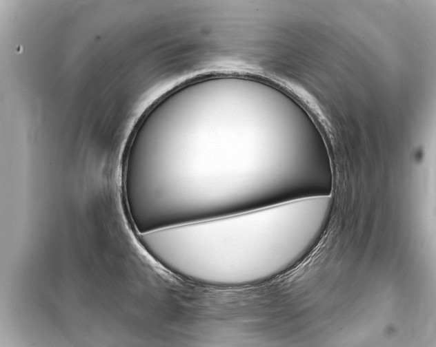 X0000099561335200805160741