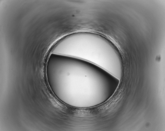 X0000099561356200805160740