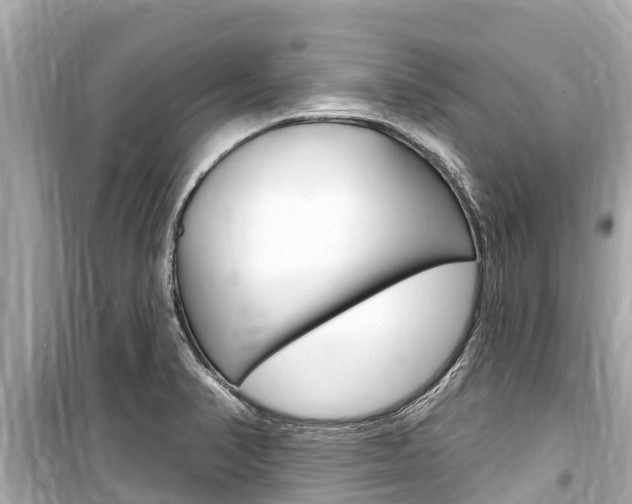 X0000099561374200805160740
