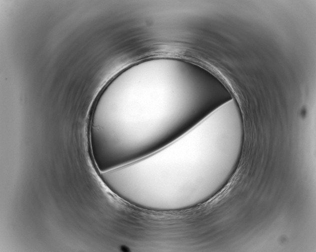 X0000099561434200805160740