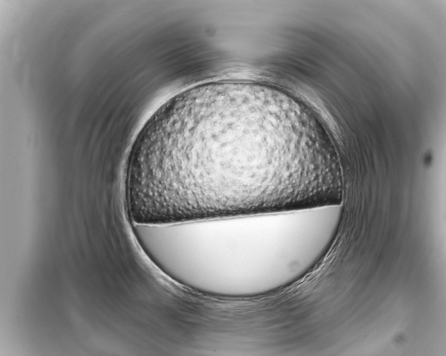 X0000099561483200805160738