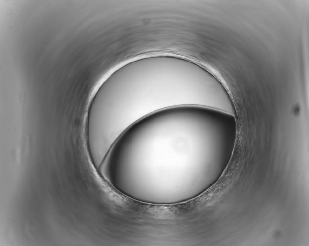 X0000099561524200805160738