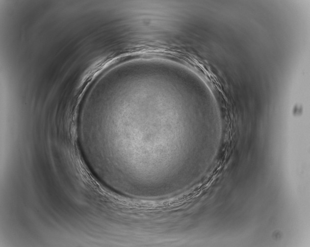 X0000099560002200805161504