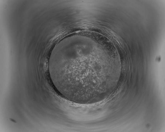 X0000099560043200805161503