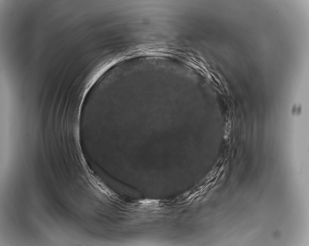 X0000099560052200805161502