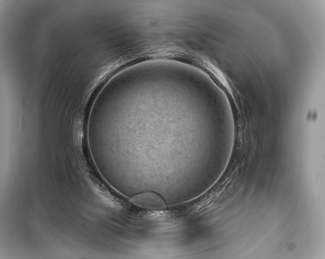 X0000099560059200805161503