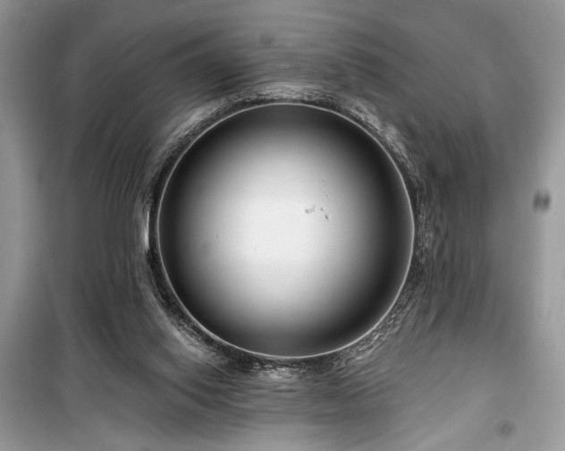 X0000099560062200805161503