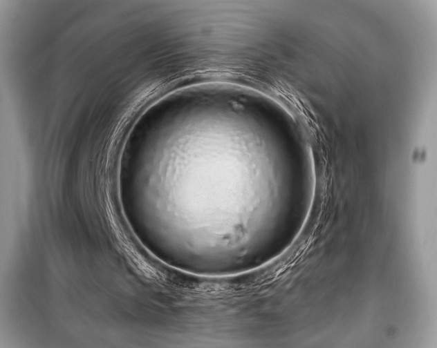 X0000099560145200805161501