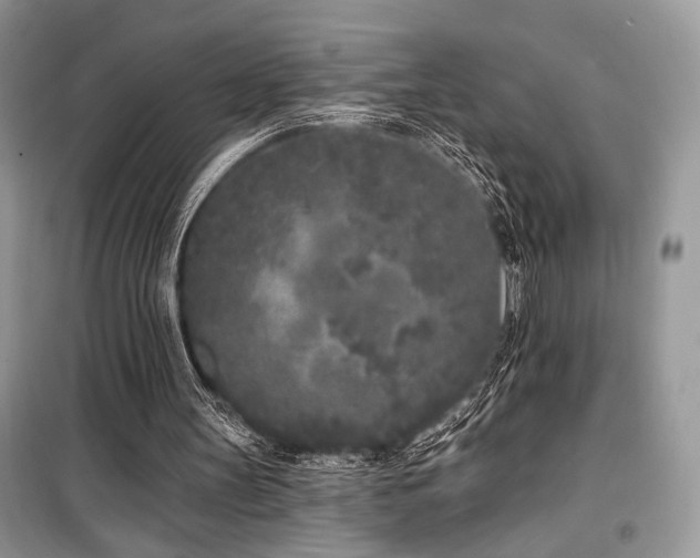 X0000099560147200805161501