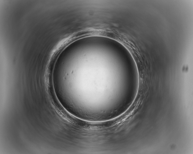 X0000099560149200805161501