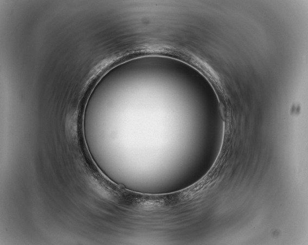 X0000099560155200805161501