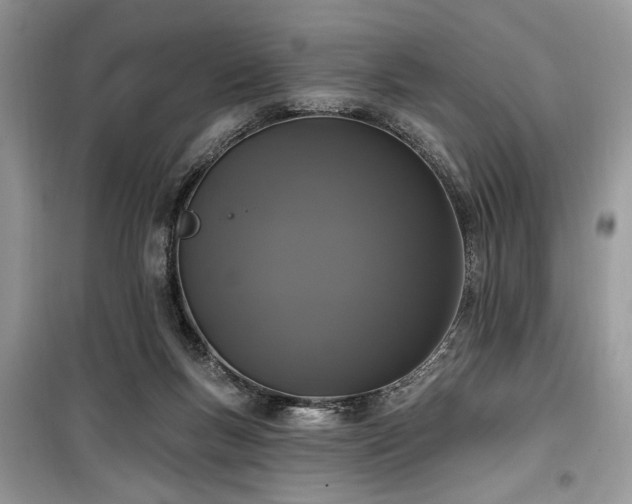 X0000099560167200805161501