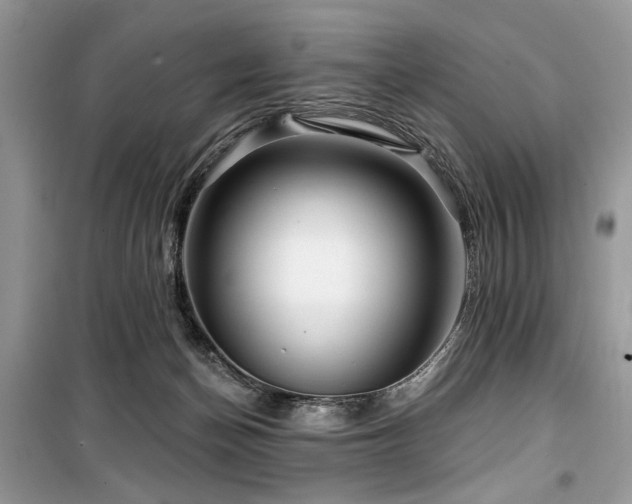 X0000099560174200805161501