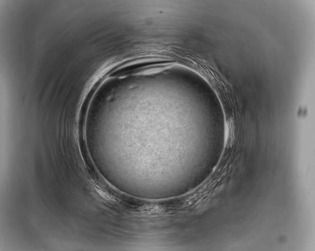 X0000099560195200805161501