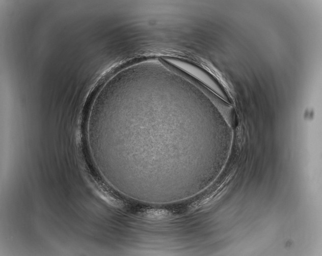 X0000099560203200805161501