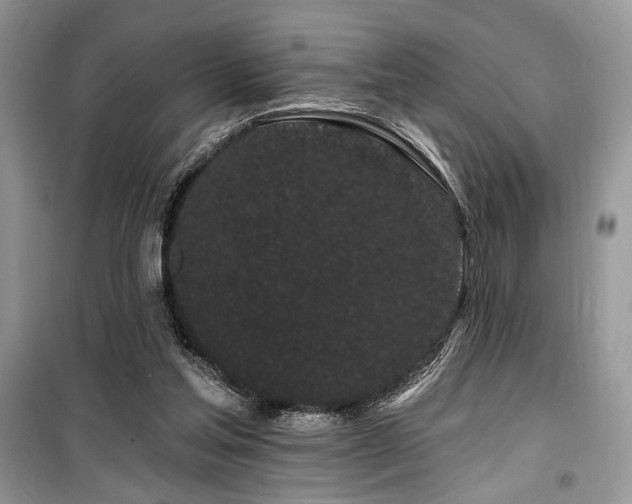 X0000099560205200805161501