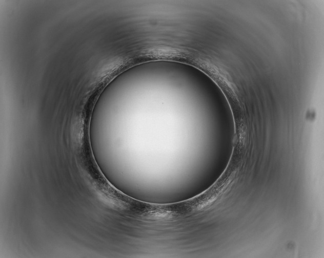 X0000099560206200805161501