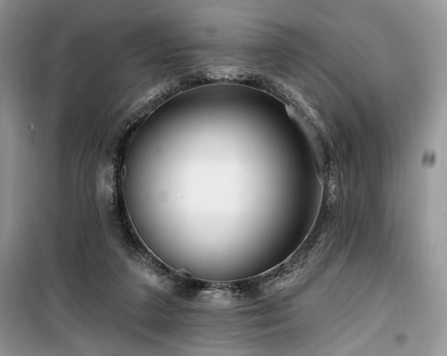 X0000099560211200805161501