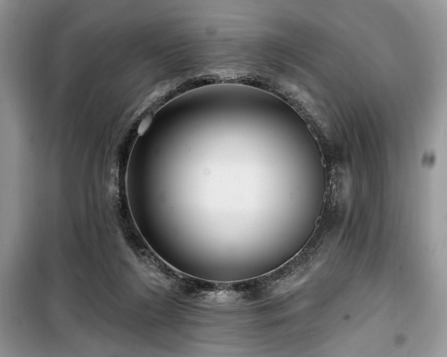 X0000099560212200805161501