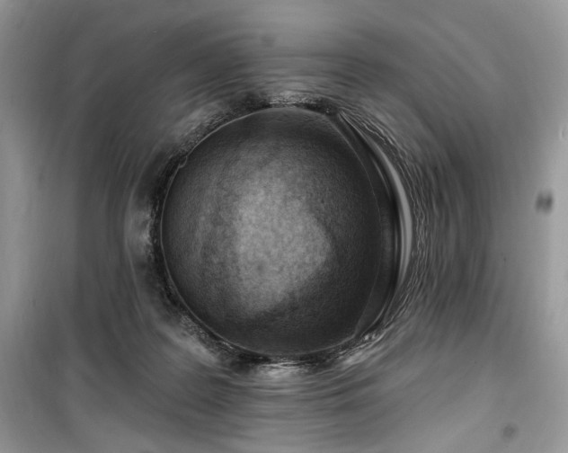 X0000099560219200805161501