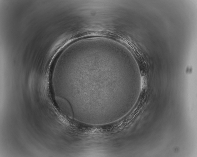 X0000099560243200805161459